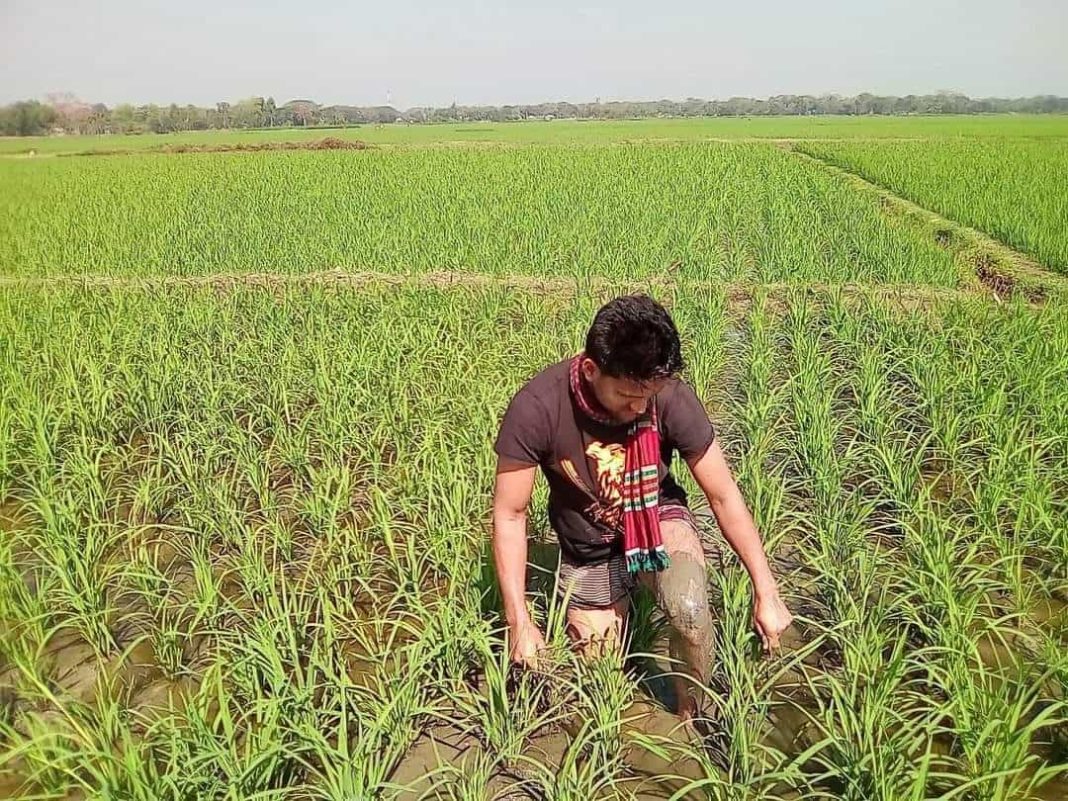 A young man named Shorif Ahammed is working in a paddy field in Bangladesh.