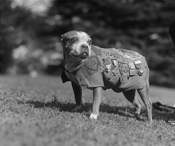 Washington, DC: Meet up with Stubby, a 9-year-old veteran of the canine species. He has been through the World War as mascot for the 102nd Infantry, 26th Division. Stubby visited the White House to call on President Coolidge. November 1924