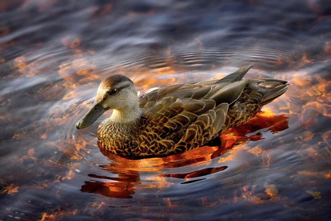 A beautiful duck in a lake. The image represents biodiversity.