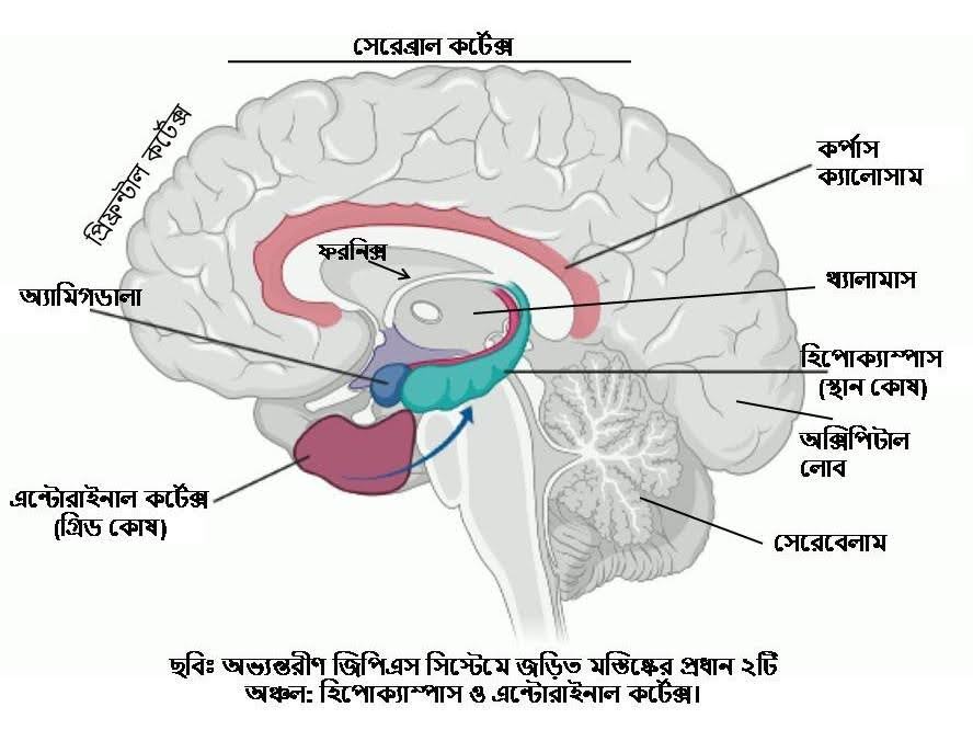 মস্তিষ্কের জিপিএস হল একটি নার্ভিয় ব্যবস্থা, যা মূলত হিপোক্যাম্পাস এবং এন্টোরাইনাল (হিপোক্যাম্পাস-সংলগ্ন) কর্টেক্সকে জড়িত ক’রে নেভিগেশনের একটি ত্রিমাত্রিক স্নায়ুভিত্তিক “জ্ঞানীয় মানচিত্র" তৈরি করে।
