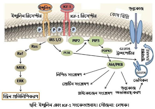 PI3K/Akt সংকেতপথের সক্রিয়তার একই সাথে সক্রিয় ইনসুলিন রিসেপ্টর, Grb2/SOS অ্যাডাপ্টার প্রোটিনের সহায়তায় Ras/MAP কাইনেজ, বিশেষ করে Raf-MEK-ERK ক্যাসকেড-কেও সক্রিয় করে। PI3K সংকেতপথটি বিপাকীয় ক্রিয়াগুলো (গ্লুকোজ পরিবহন, গ্লাইকোজেন সংশ্লেষণ) পরিচালনা করে, তবে MAPK পথটি কোষের বৃদ্ধি, পার্থক্য এবং জিনের প্রকাশ (c-Fos, Bcl-2, egr-1 ইত্যাদি)কে নিয়ন্ত্রণ করে।