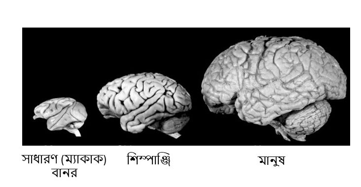 স্তন্যপায়ীদের একটি স্বতন্ত্র কাঠামো হলো তাদের ছয়-স্তরবিশিষ্ট নিওকর্টেক্স (নতুন/আধুনিক সেরিব্রীয় কর্টেক্স) রয়েছে। মানুষের ক্ষেত্রে, সেরিব্রীয় কর্টেক্সের প্রায় ৯০% হলো নিওকর্টেক্স, যা জ্ঞানীয়, সংবেদনশীল এবং মোটর (পেশির স্বেচ্ছাধীন নড়াচড়া) ফাংশনের প্রাথমিক কেন্দ্র হিসেবে কাজ করে। 